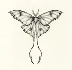 a drawing of a butterfly with wings spread out and eyes wide open, on a white background