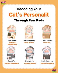 an image of cat's paw pads with different paws and claws on the front