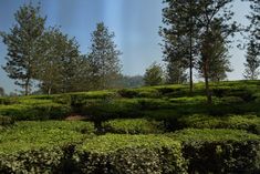 a lush green hedge covered hillside with trees on top and blue sky in the background