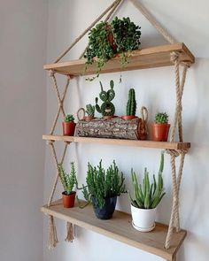 three wooden shelves with plants on them and hanging from the wall behind them, along with two potted cacti