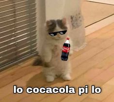 a cat wearing sunglasses and holding a soda bottle in front of it's face