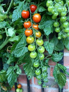 green and red tomatoes growing on the vine in front of a brick wall with black bars