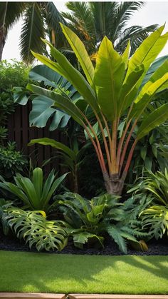 a lush green tropical garden with palm trees