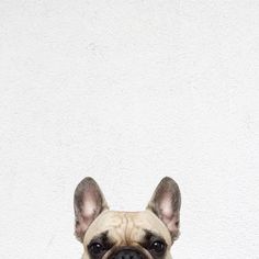 a small dog sitting on top of a wooden floor next to a white brick wall