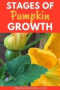 the stages of pumpkin growth with text overlay