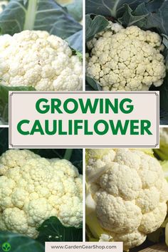 several pictures of cauliflower with the words growing cauliflower above them and below it