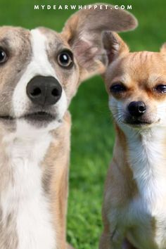 Whippet Chihuahua Mix The Chi, Chihuahua Mix, Long Periods, Small Dog, Whips