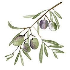 an olive tree branch with green leaves and fruits on it, painted in watercolor