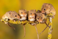 three little mouses are sitting on a branch