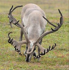 a deer with large antlers grazing on grass