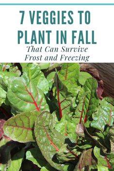 some green leaves and red stems with the words 7 veggies to plant in fall that can survive frost and freezing