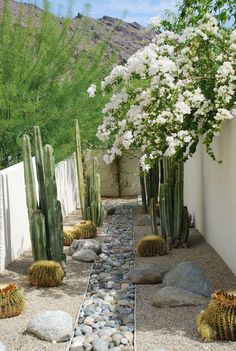 an outdoor garden with rocks and cacti in the foreground, surrounded by white flowers