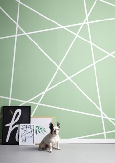 a small dog sitting in front of a green wall with white lines painted on it