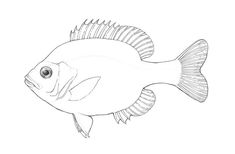 a drawing of a fish on a white background with the words, how to draw a fish