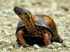 an orange and black turtle sitting on the ground