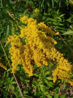 some yellow flowers are growing in the grass