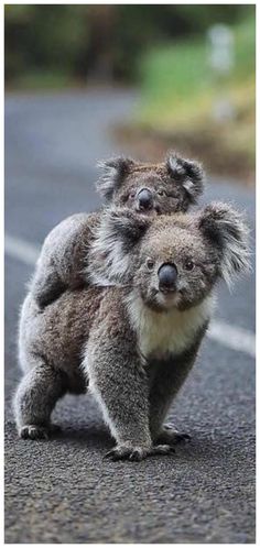 two koalas standing on their hind legs in the road