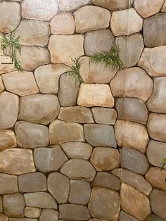 a stone wall with plants growing on it