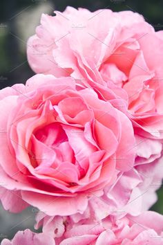 pink flowers with water droplets on them