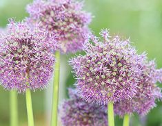 purple flowers with green stems in the background