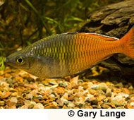 a fish that is swimming in some water next to rocks and gravel with grass on the side