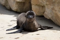 a sea lion laying on the ground next to some rocks