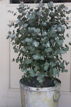 a potted plant sitting on top of a metal barrel next to a white door