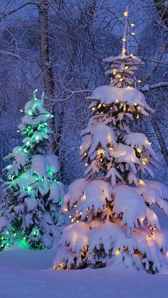 two christmas trees are lit up in the snow with lights on them and surrounded by snow covered trees