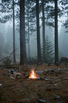 a campfire is lit in the woods on a foggy day