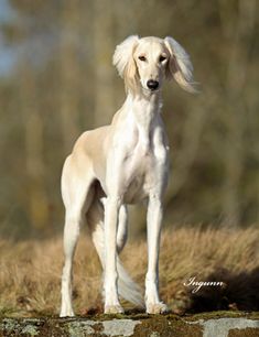 a white dog standing on top of a grass covered field