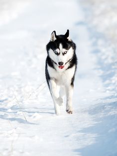 a black and white husky dog running in the snow with his tongue hanging out, looking at the camera