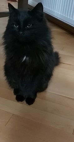 a black cat sitting on the floor next to a table