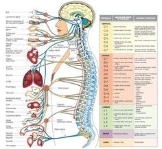 The central nervous system, which is protected by the spinal column and the cranium, controls the function of all the cells, tissues and organs of the human body. Human Nervous System, Human Body Organs, Cupping Therapy, Human Body Systems, Human Anatomy And Physiology, Medical Anatomy, Spinal Cord