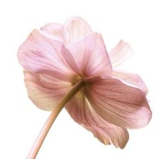 a pink flower is shown against a white background