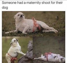 two pictures of a dog with the caption someone had a maternity shot for their dog