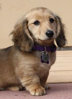 a small brown dog sitting on top of a wooden floor next to a wall with a purple collar