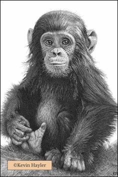 a drawing of a monkey sitting on top of a tree branch with its hands together