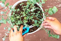 two hands are trimming plants in a white bowl on a wooden surface with scissors