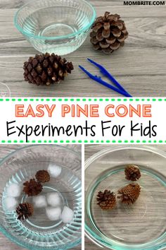 pine cone experiment for kids to learn how to use them in the winter and fall