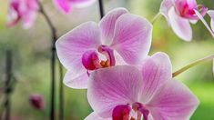 pink orchids blooming in the garden on a sunny day