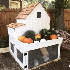 a chicken coop with pumpkins and gourds in it