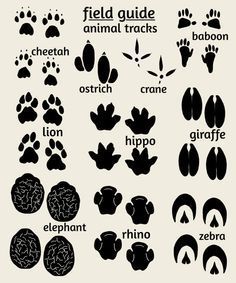 the animal tracks and their names are shown in black on an off white background illustration