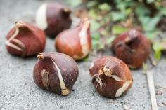 several pieces of fruit sitting on the ground