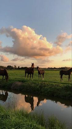 four horses are standing in the grass near a body of water at sunset or dawn