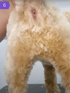 a small dog getting groomed by someone's hand