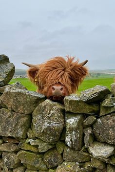 a brown cow with long hair sticking its head over a stone wall