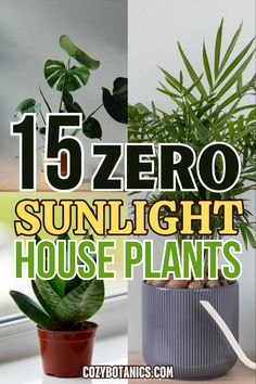 there is a potted plant with the words 15 zero sunlight house plants on it