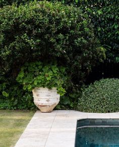 a large potted plant sitting next to a swimming pool in a backyard with grass and shrubbery