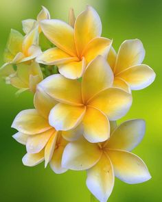 yellow and white flowers with green background