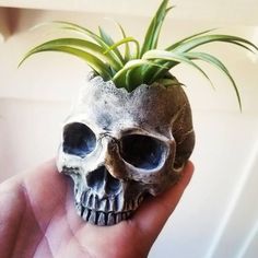 a small skull planter with plants in it's head is held by a hand